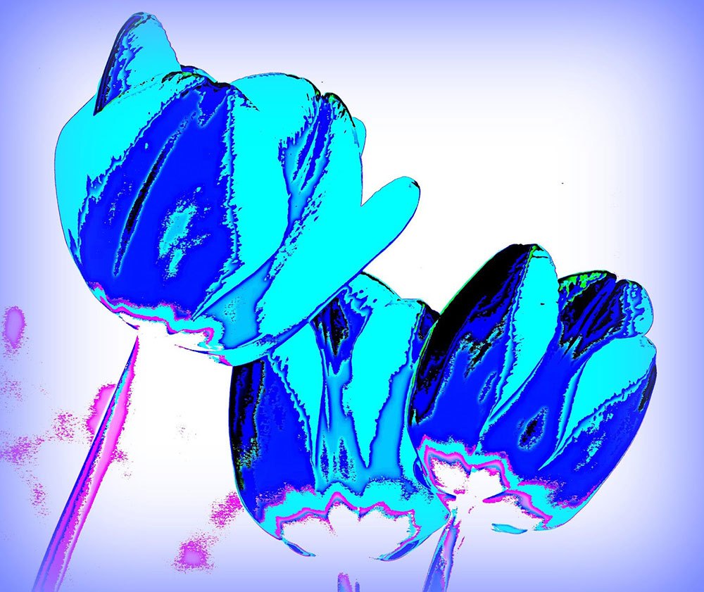 Backlit Blue Tulips